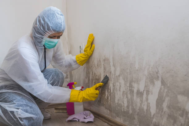 Best Residential Mold Remediation in Freeland, MI